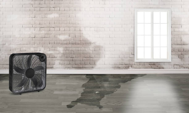 Best Local water damage restoration  in Beaver Dam, AZ